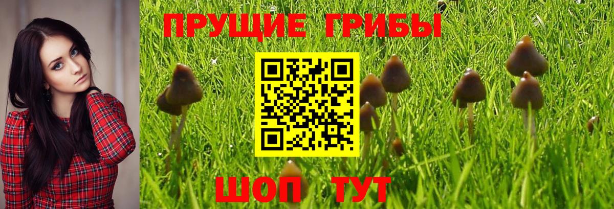Псилоцибиновые грибы Magic Shrooms  Псилоцибиновые грибы Magic Shrooms  Нижневартовск  Вход с VPN 